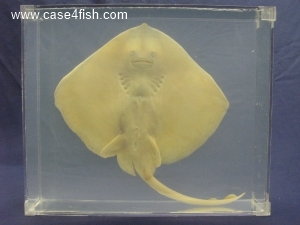 Foto Galerie/Rajiformes/Raja brachyura/Raja brachyura_02_S.jpg